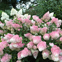 Hydrangea paniculata Vanille Fraise ® Renhy - Pluimhortensia 'Vanille Fraise' - Pluimhortensia