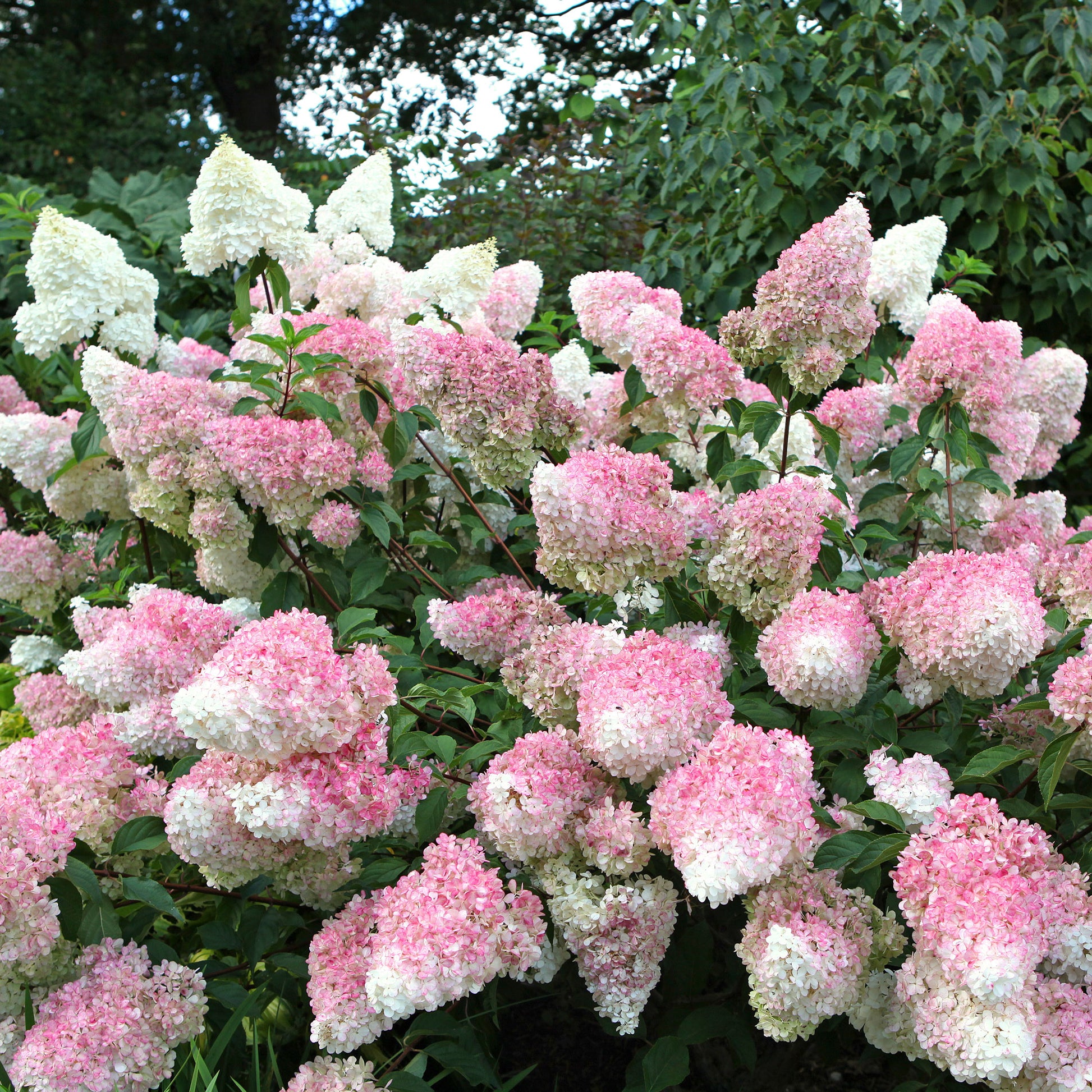 Hydrangea paniculata Vanille Fraise ® Renhy - Pluimhortensia 'Vanille Fraise' - Pluimhortensia