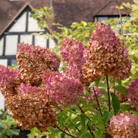 Verkoop Pluimhortensia 'Vanille Fraise'