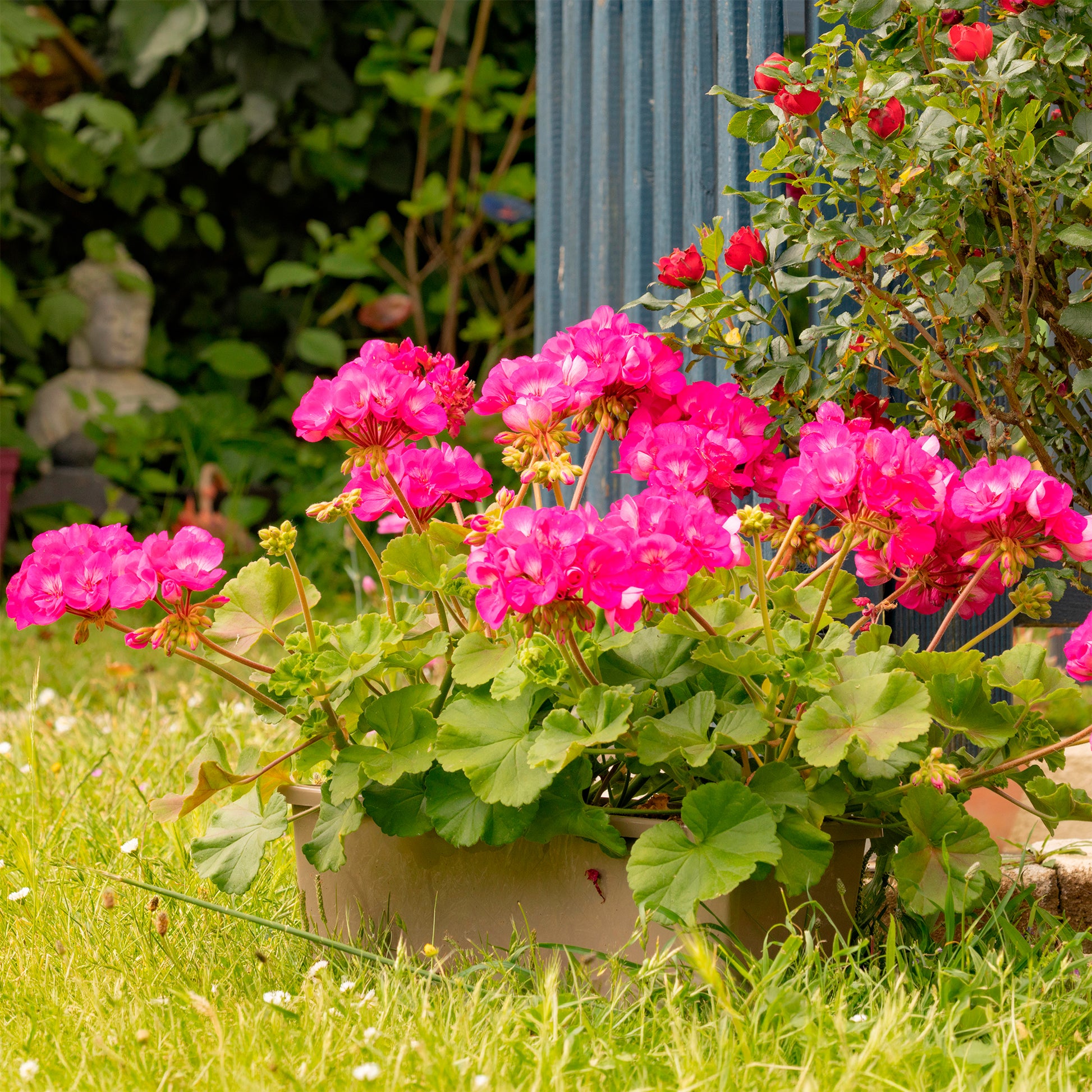 Geranium roze - Pelargonium zonale - Bakker