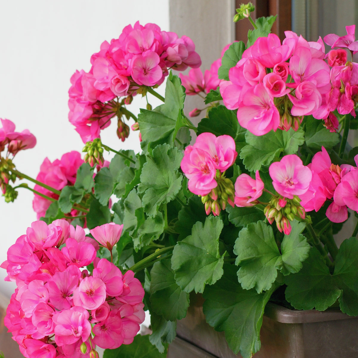 Geranium roze - Bakker