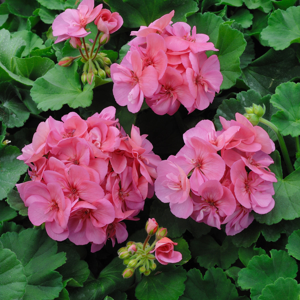 Geranium roze - Pelargonium zonale - Bakker