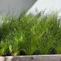Isolepis cernua - Bent bulrush Bakker vezelgras - Alle vijverplanten