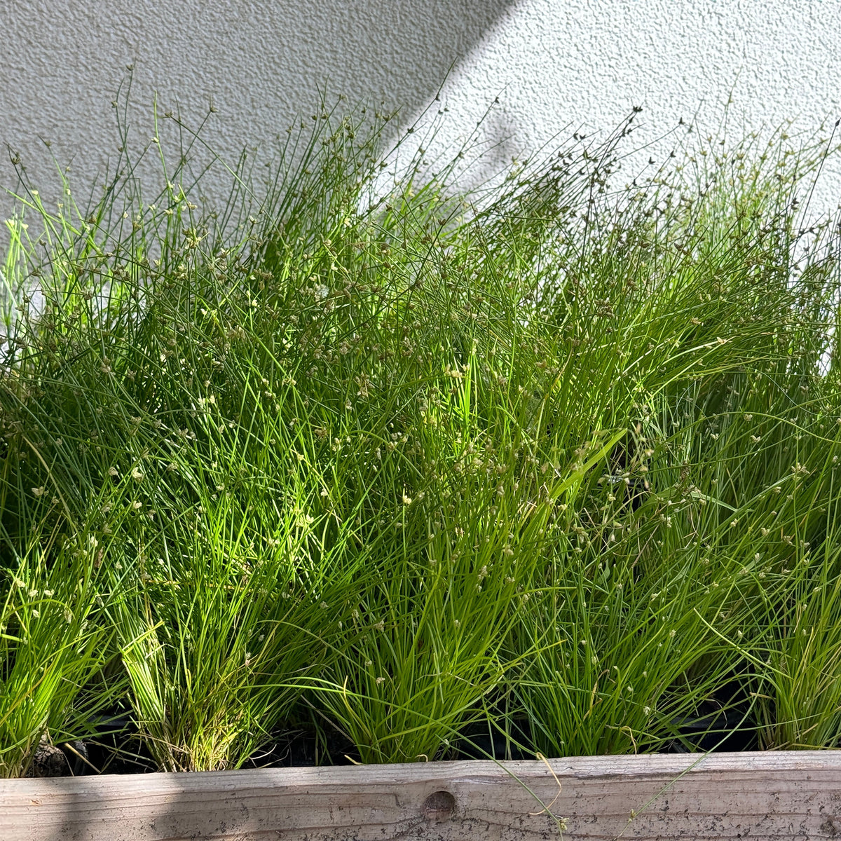 Isolepis cernua - Bent bulrush Bakker vezelgras - Alle vijverplanten