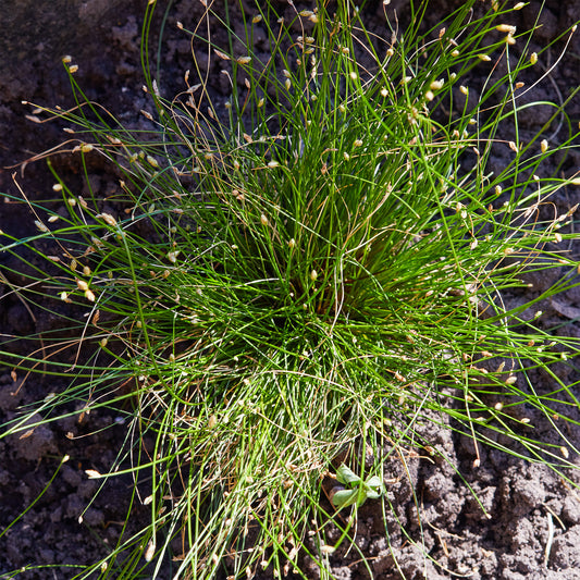 Bent bulrush Bakker vezelgras - Bakker