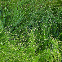Bent bulrush Bakker vezelgras - Isolepis cernua - Bakker