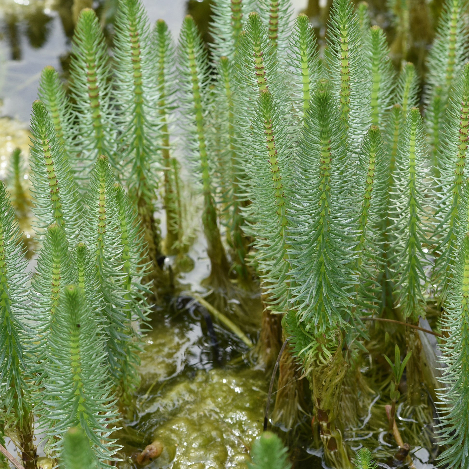 Verkoop Watermeloen - Hippuris vulgaris - Hippuris vulgaris