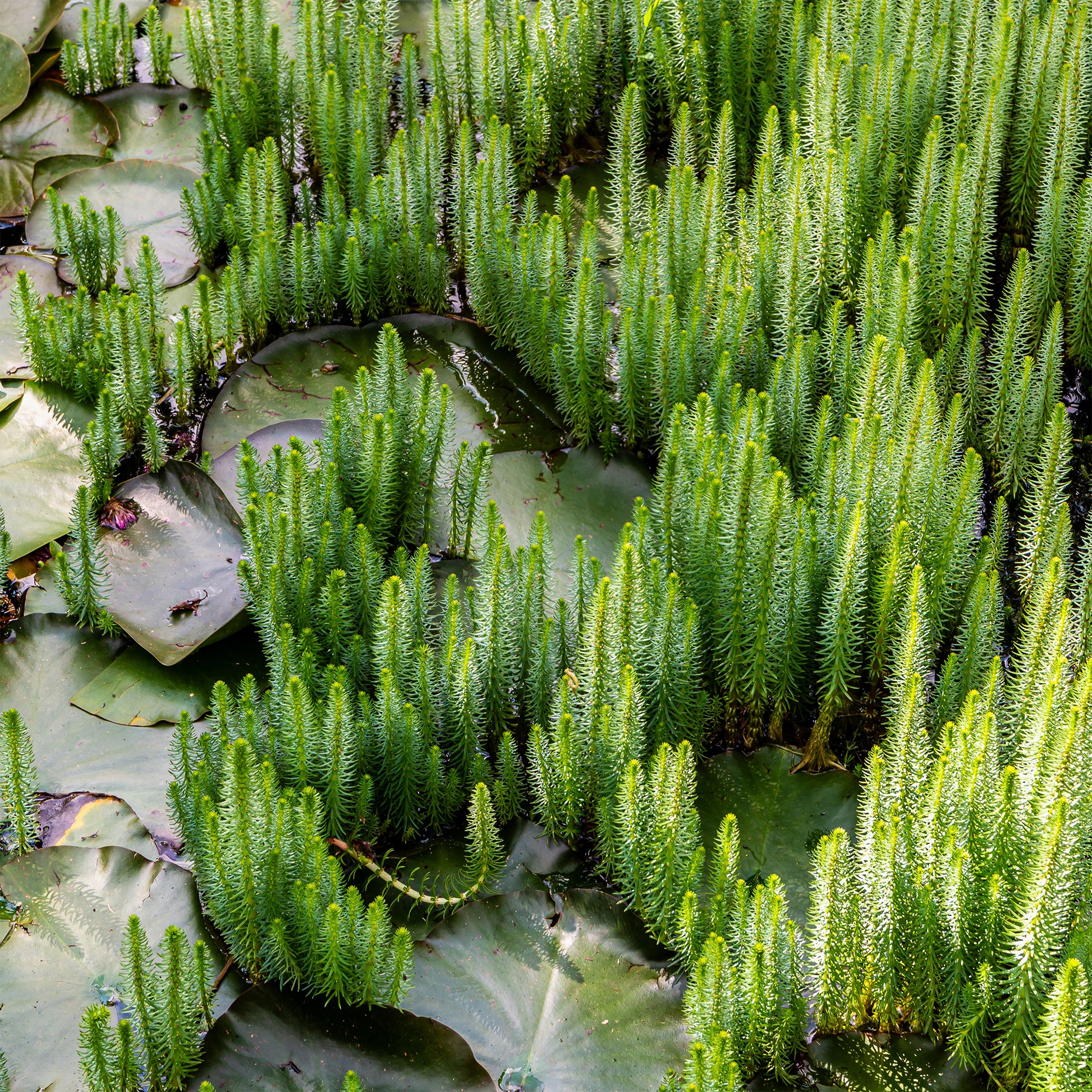 Alle vijverplanten - Watermeloen - Hippuris vulgaris - Hippuris vulgaris