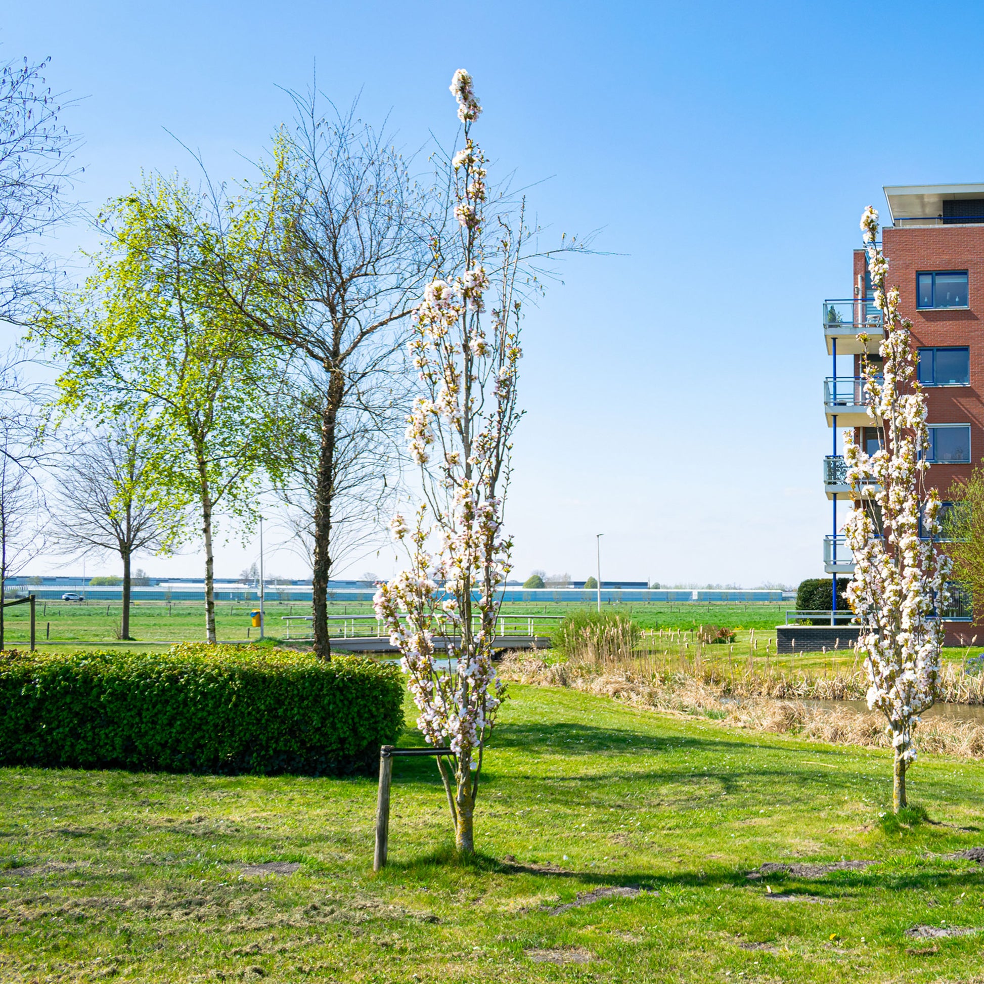 Japanse sierkers 'Amanogawa' - Bakker