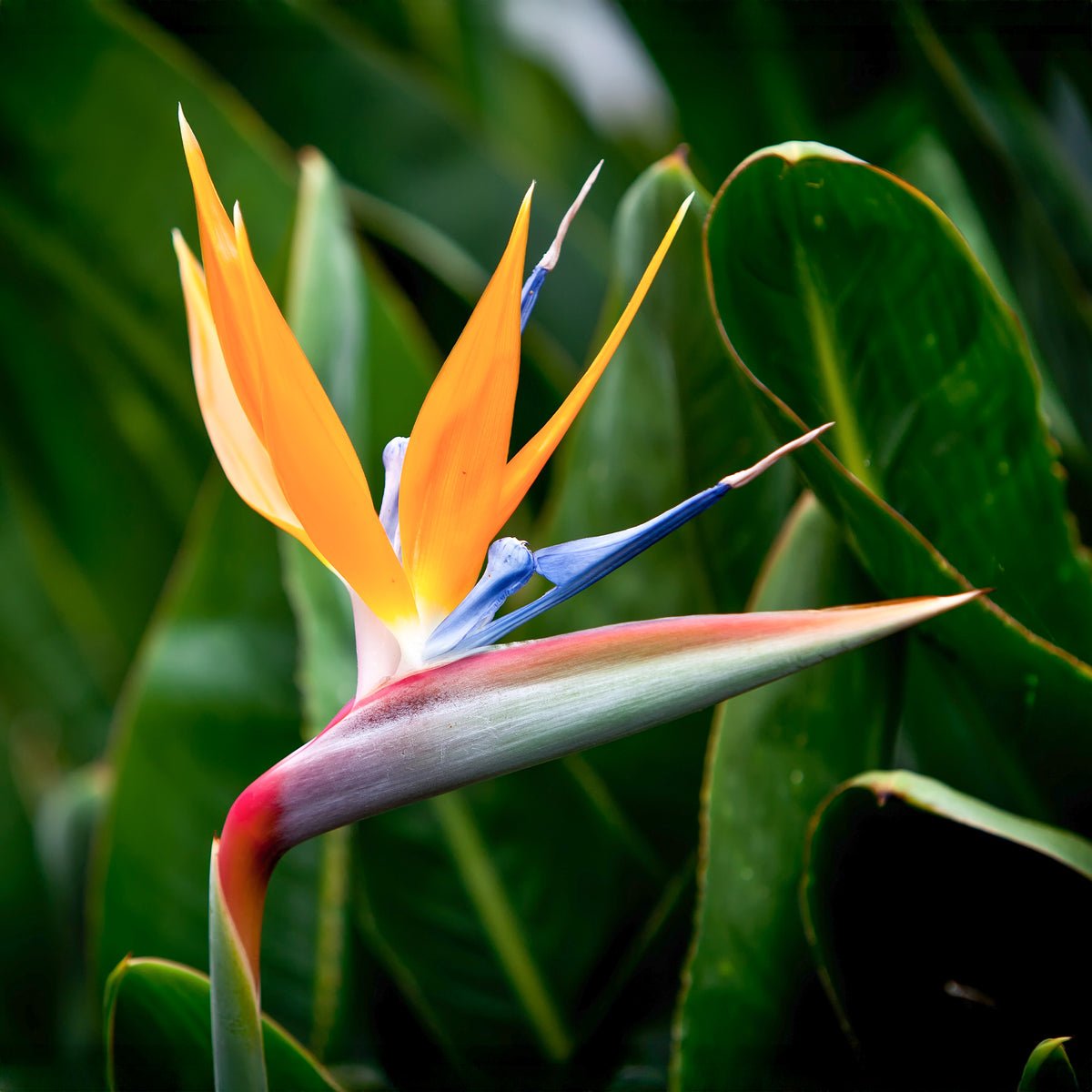 Verkoop Paradijsvogelplant - Strelitzia reginae humilis