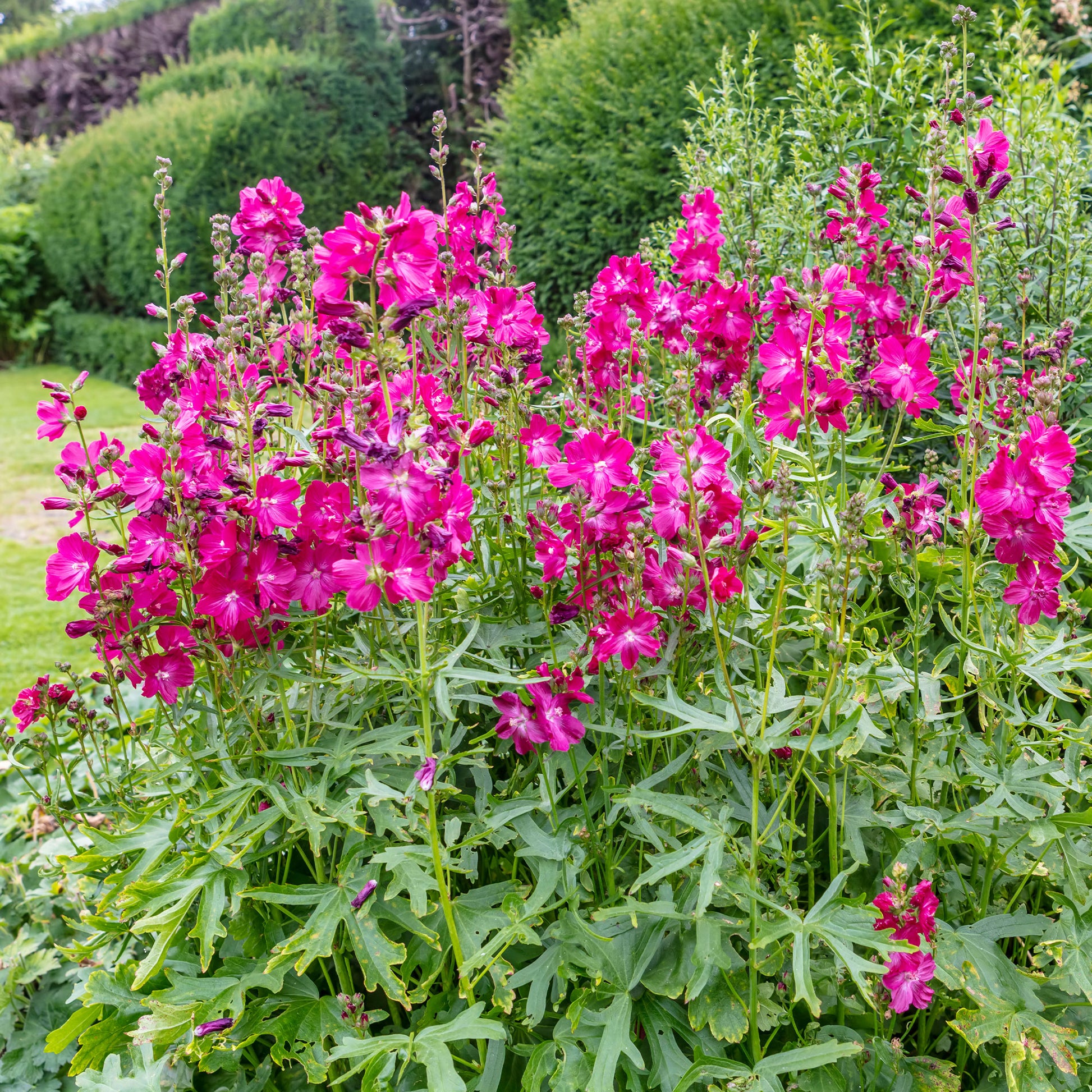 Griekse malva 'Party girl' - Bakker