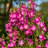 Griekse malva 'Party girl' - Sidalcea oregana Party Girl - Bakker