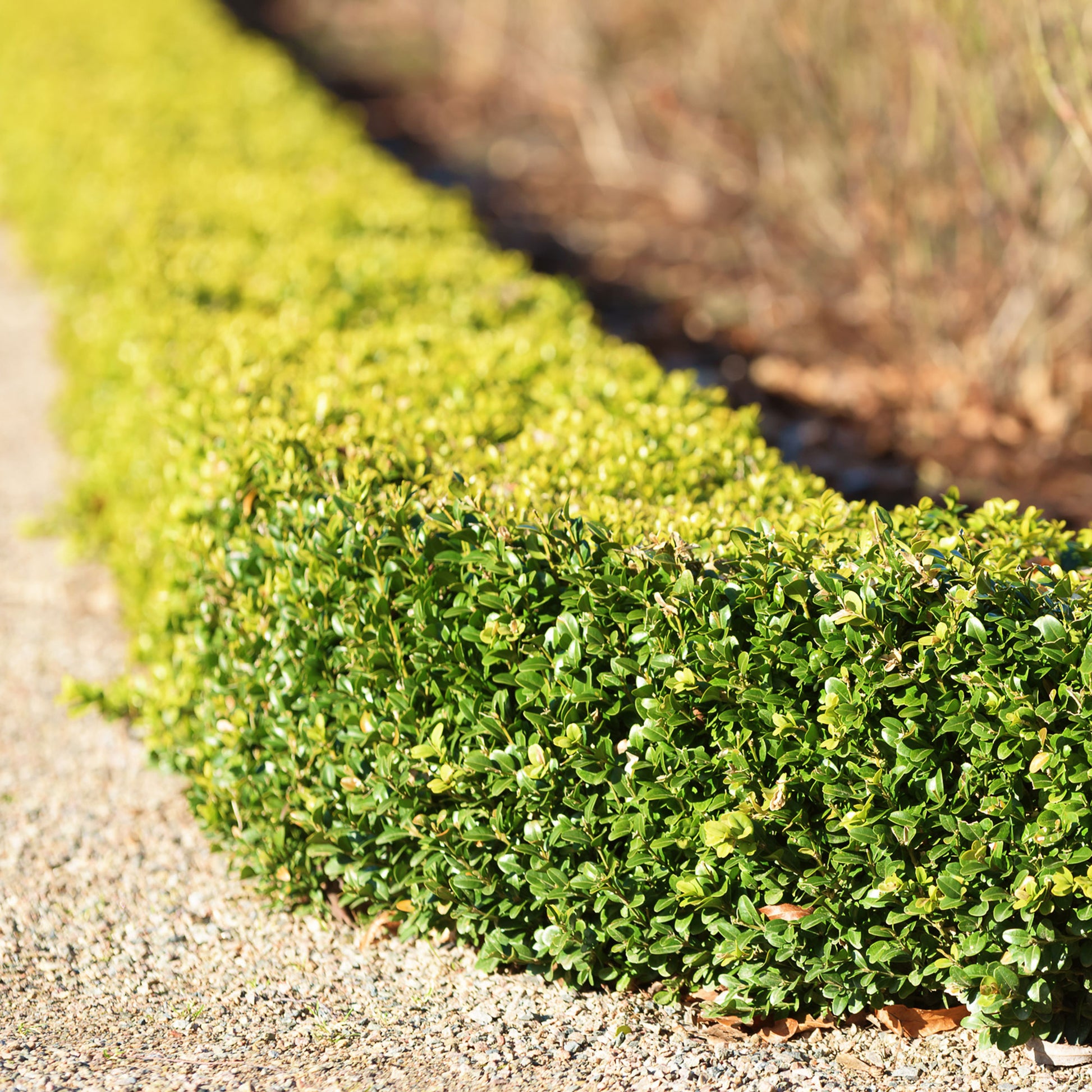 Buxushaag - Buxus sempervirens - Bakker