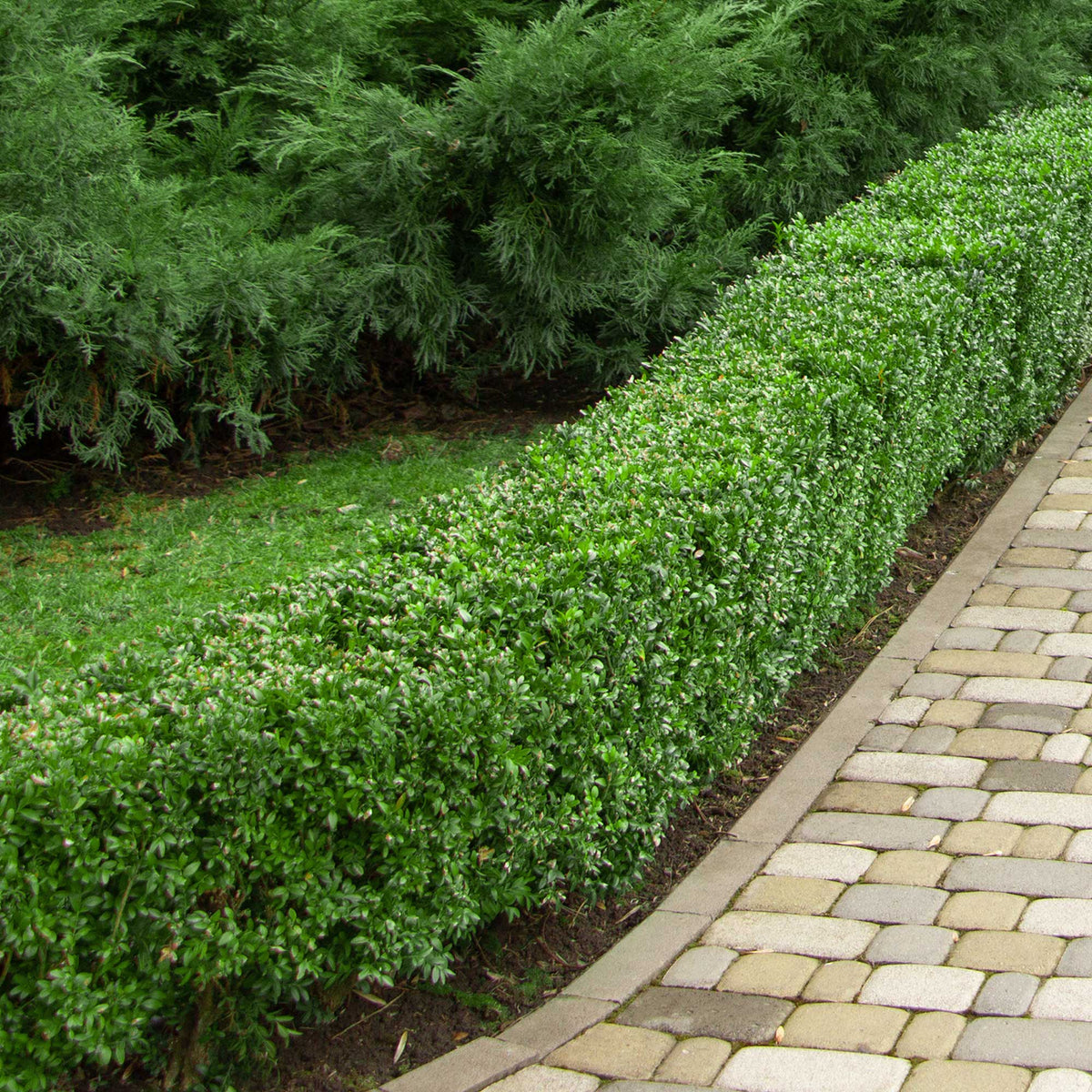 Verkoop Buxushaag - Buxus sempervirens