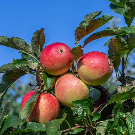 Appelboom 'Gala' - Bakker