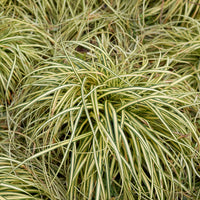 Zegge 'Evergold' - Zegge - Carex - Bakker