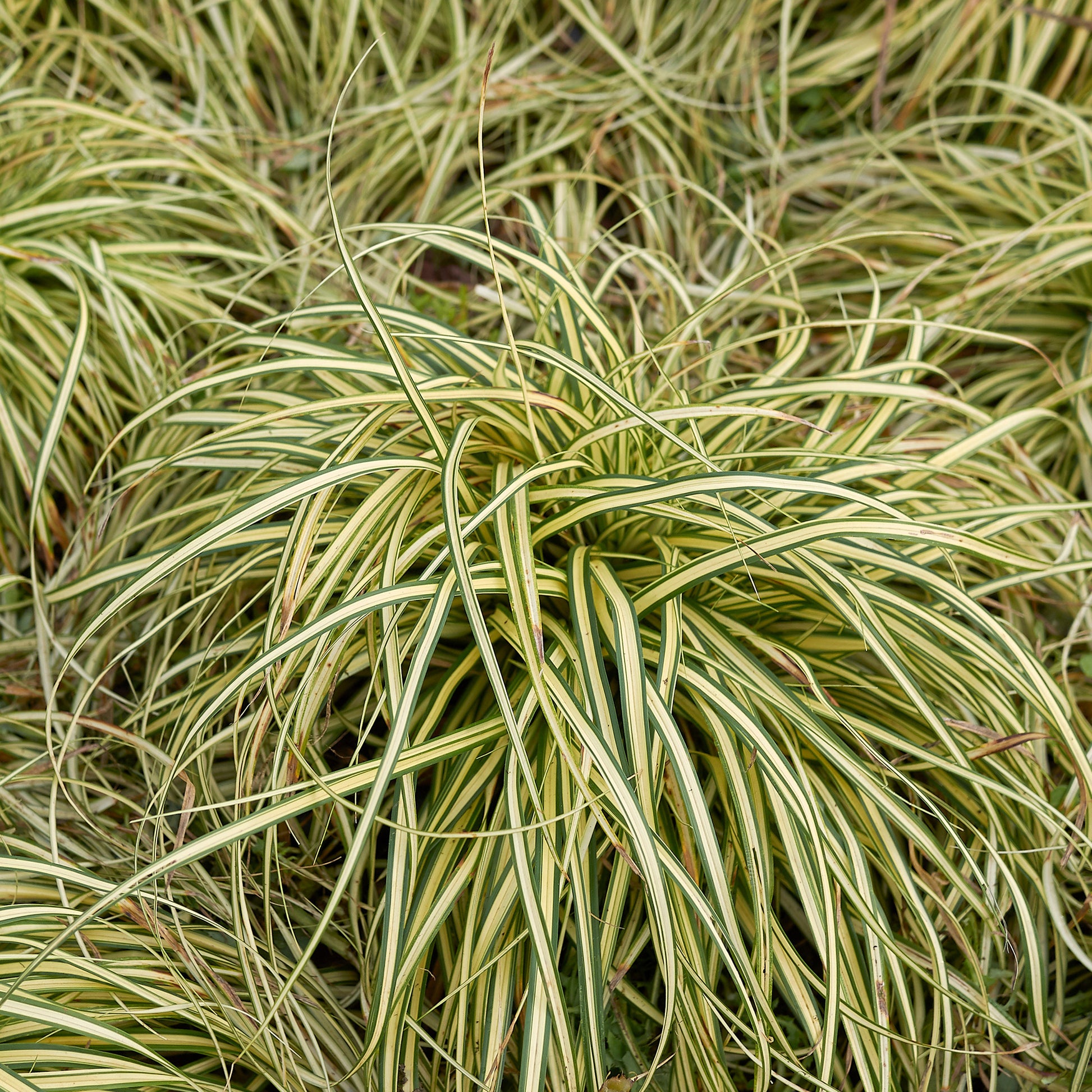 Zegge 'Evergold' - Zegge - Carex - Bakker