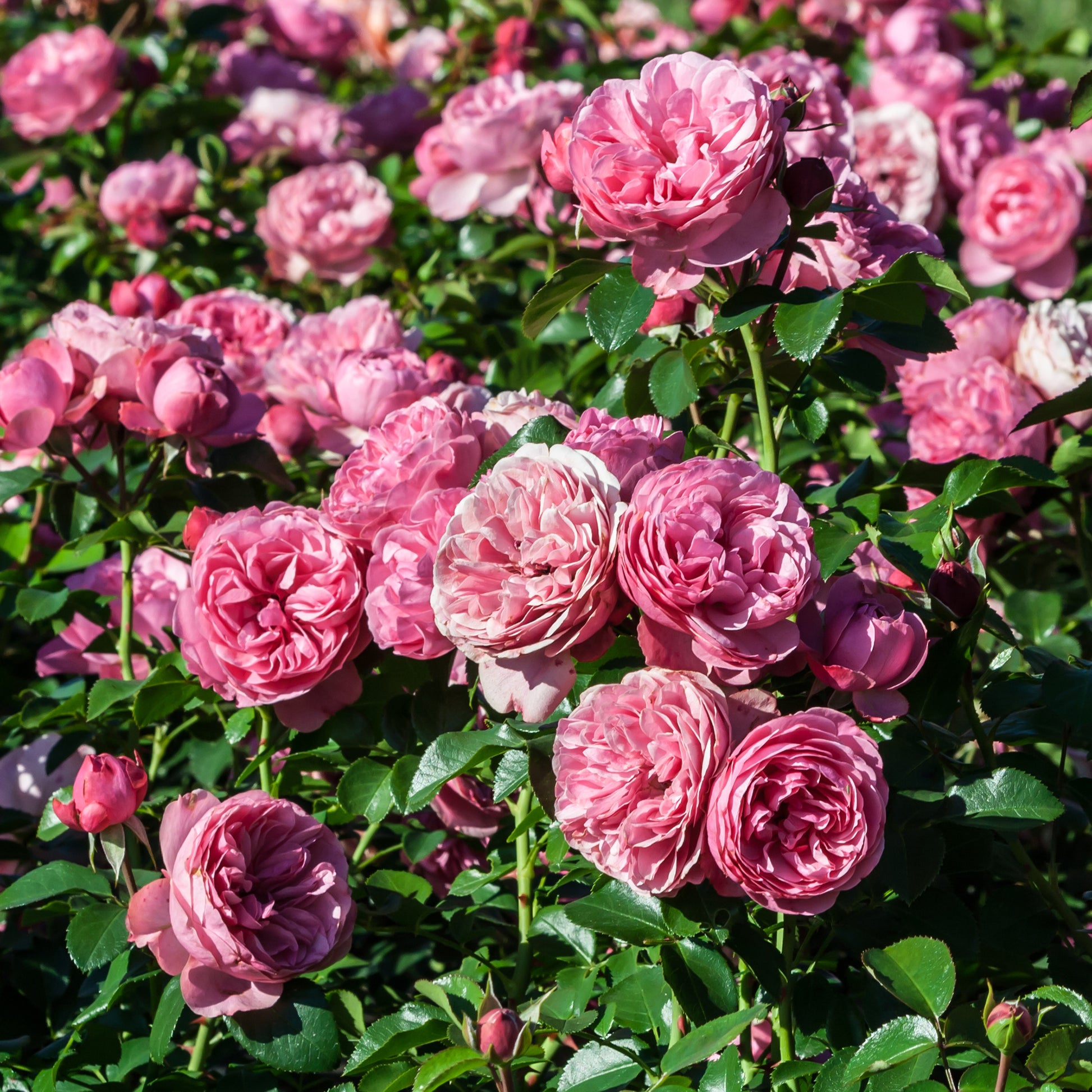 Rosa floribunda Leonardo Da Vinci ® Meideauri - Trosroos 'Leonardo da Vinci' - Rozen - Naakte wortels