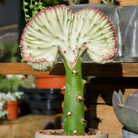 Euphorbia lactea Cristata - Kandelaarsplant 'Cristata' - Cactussen en vetplanten