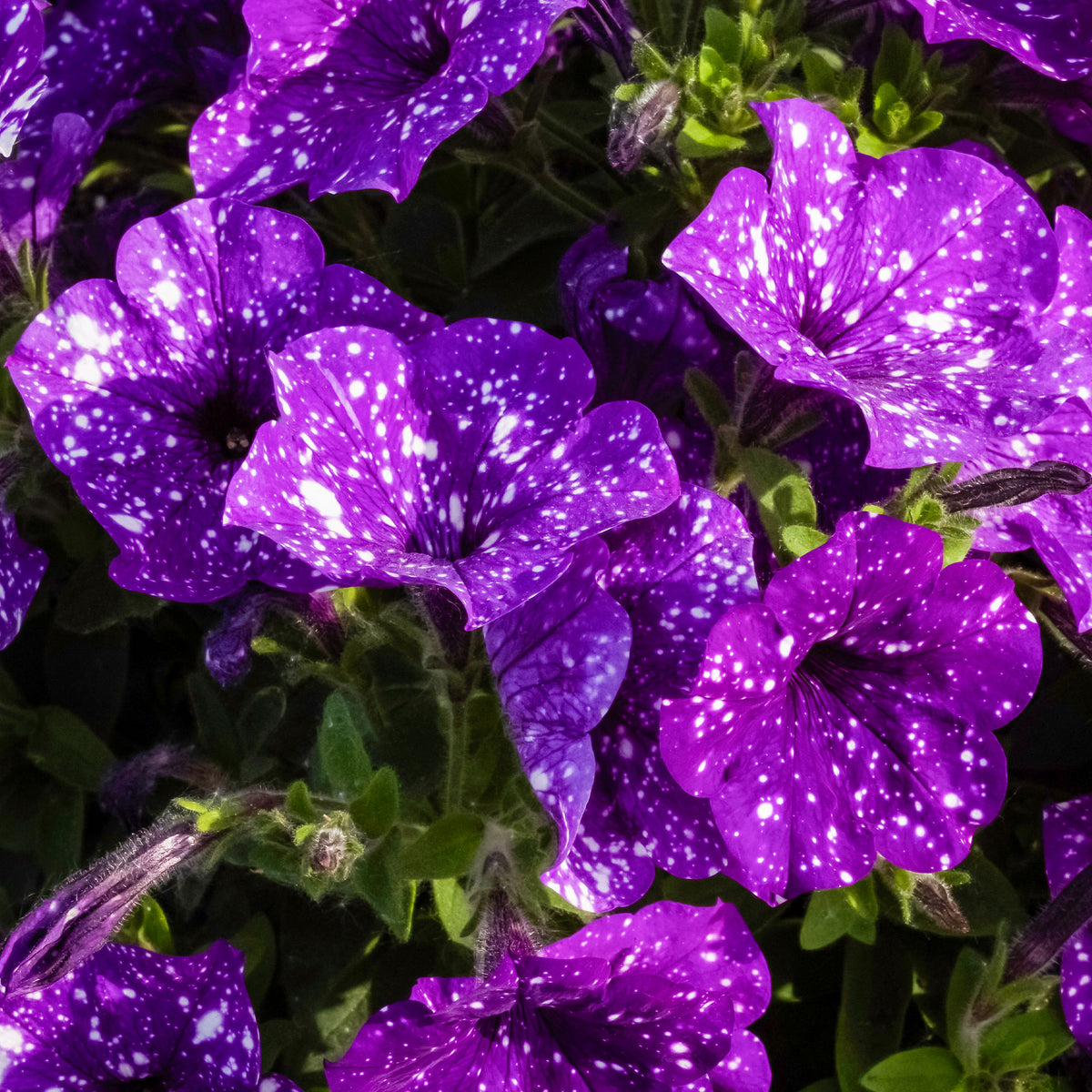 Petunia 'Night Sky'® (x3) - Petunia Nightsky - Bakker
