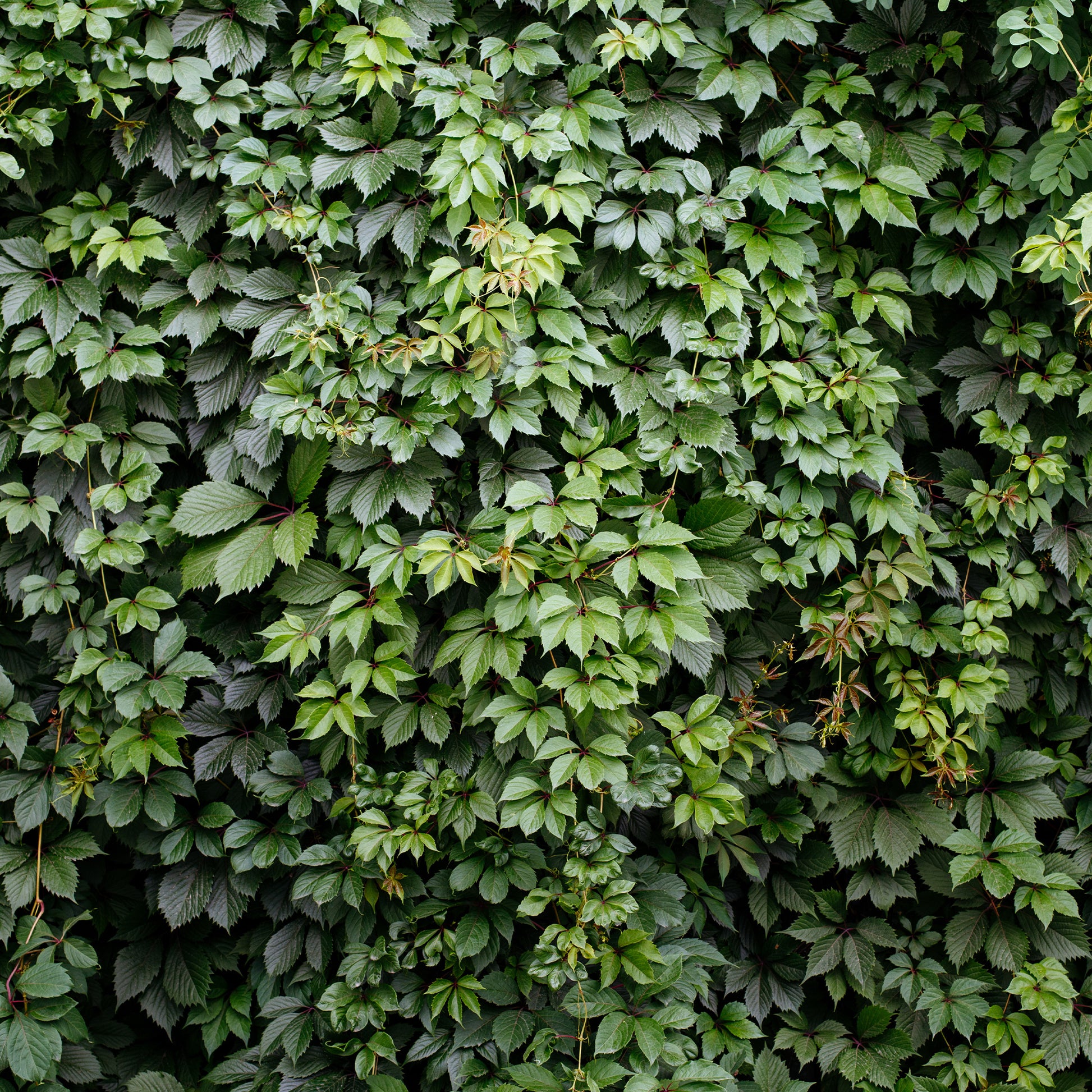 Verkoop Wilde wingerd 'Engelmannii' - Parthenocissus quinquefolia 'engelmannii'