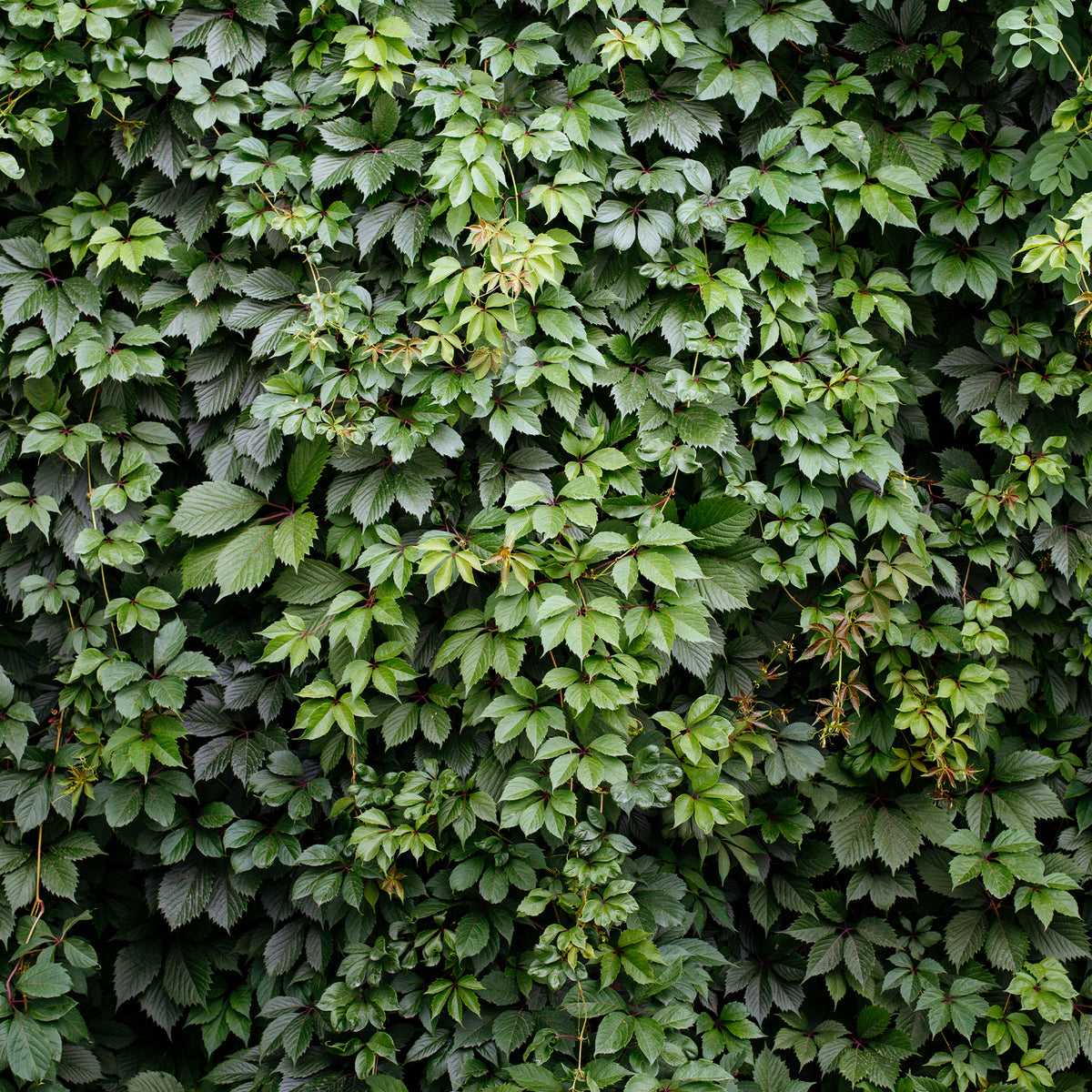 Verkoop Wilde wingerd 'Engelmannii' - Parthenocissus quinquefolia 'engelmannii'