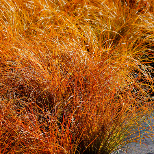Zegge 'Prairie Fire' - Bakker