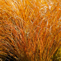 Zegge 'Prairie Fire' - Carex testacea prairie fire - Bakker