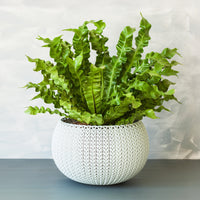 Vogelnestvaren 'Crispy Wave' - Asplenium nidus crispy wave - Bakker
