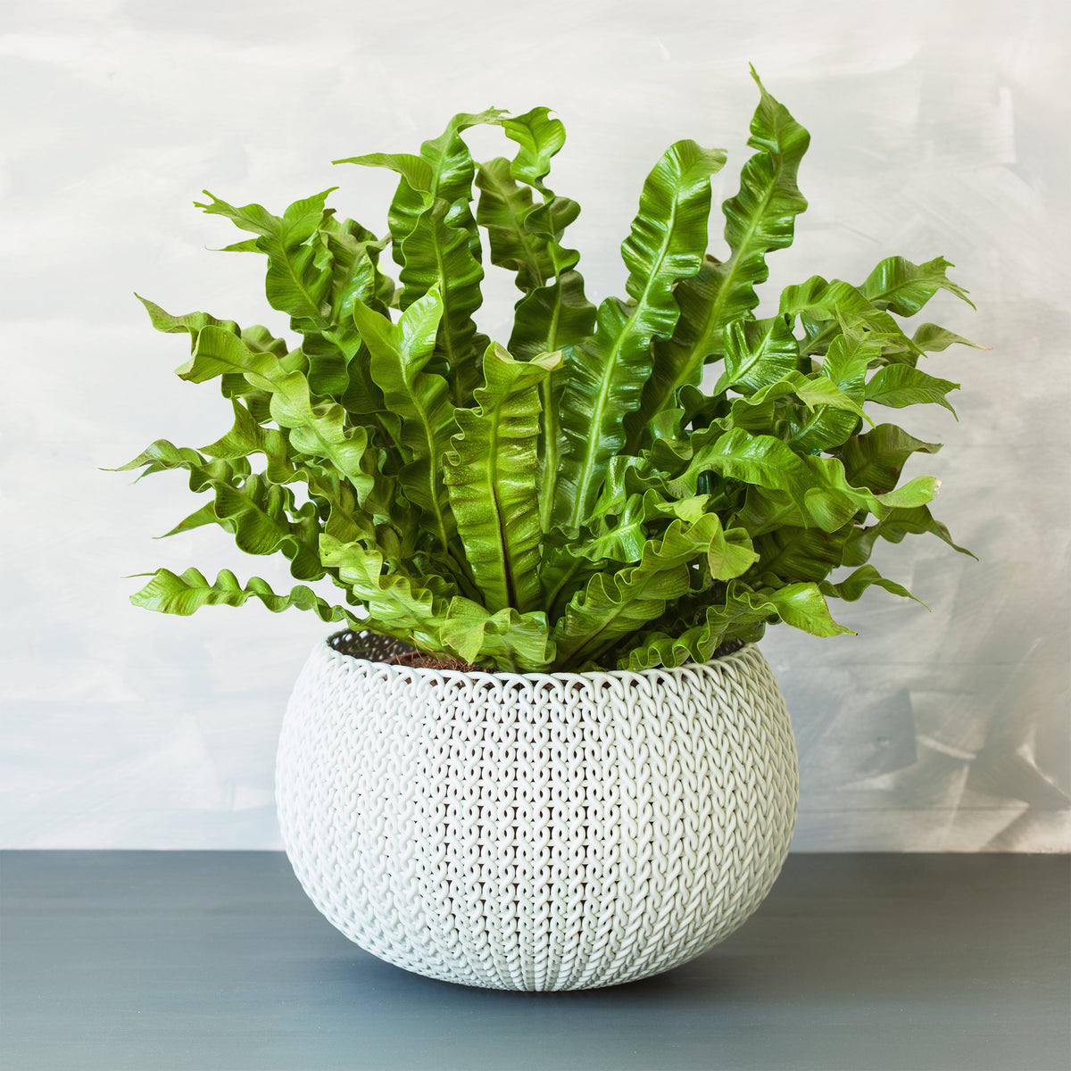 Vogelnestvaren 'Crispy Wave' - Asplenium nidus crispy wave - Bakker