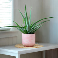 Aloë vera - Aloe vera - Bakker