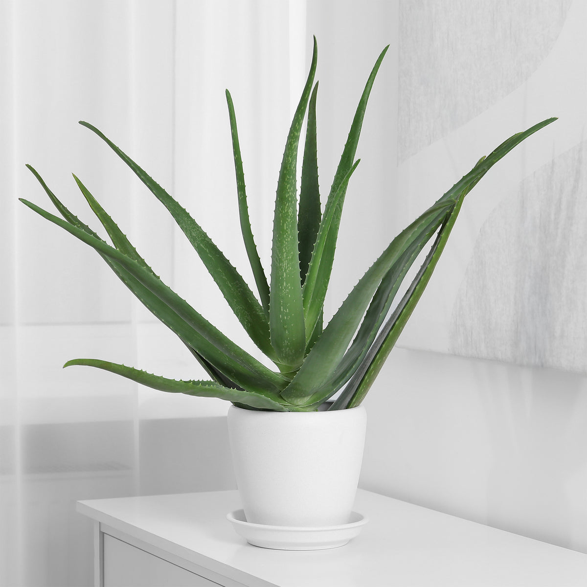 Aloe vera - Aloë vera - Cactussen en vetplanten
