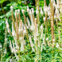 Panicum virgatum,Sesleria autumnalis, Allium sphaerocephalon,Veronicastrum virginicum, Sanguisorba officinalis       - 5 vaste planten voor bloemenweide - Vaste planten