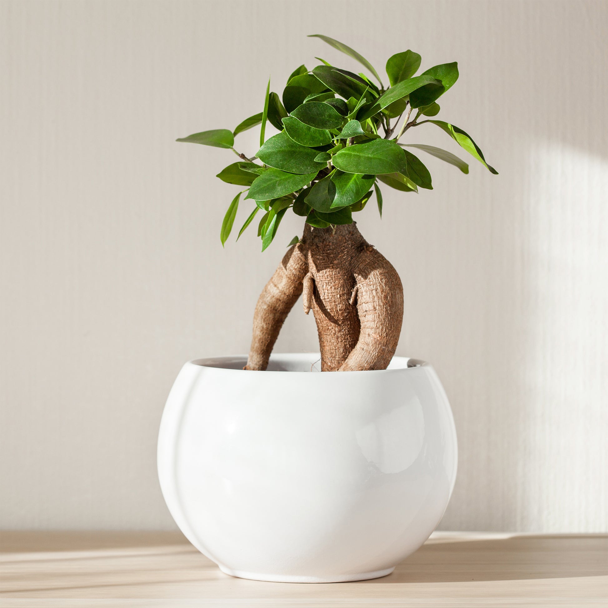 Ficus microcarpa ginseng - Ficus 'Ginseng' - Ficus