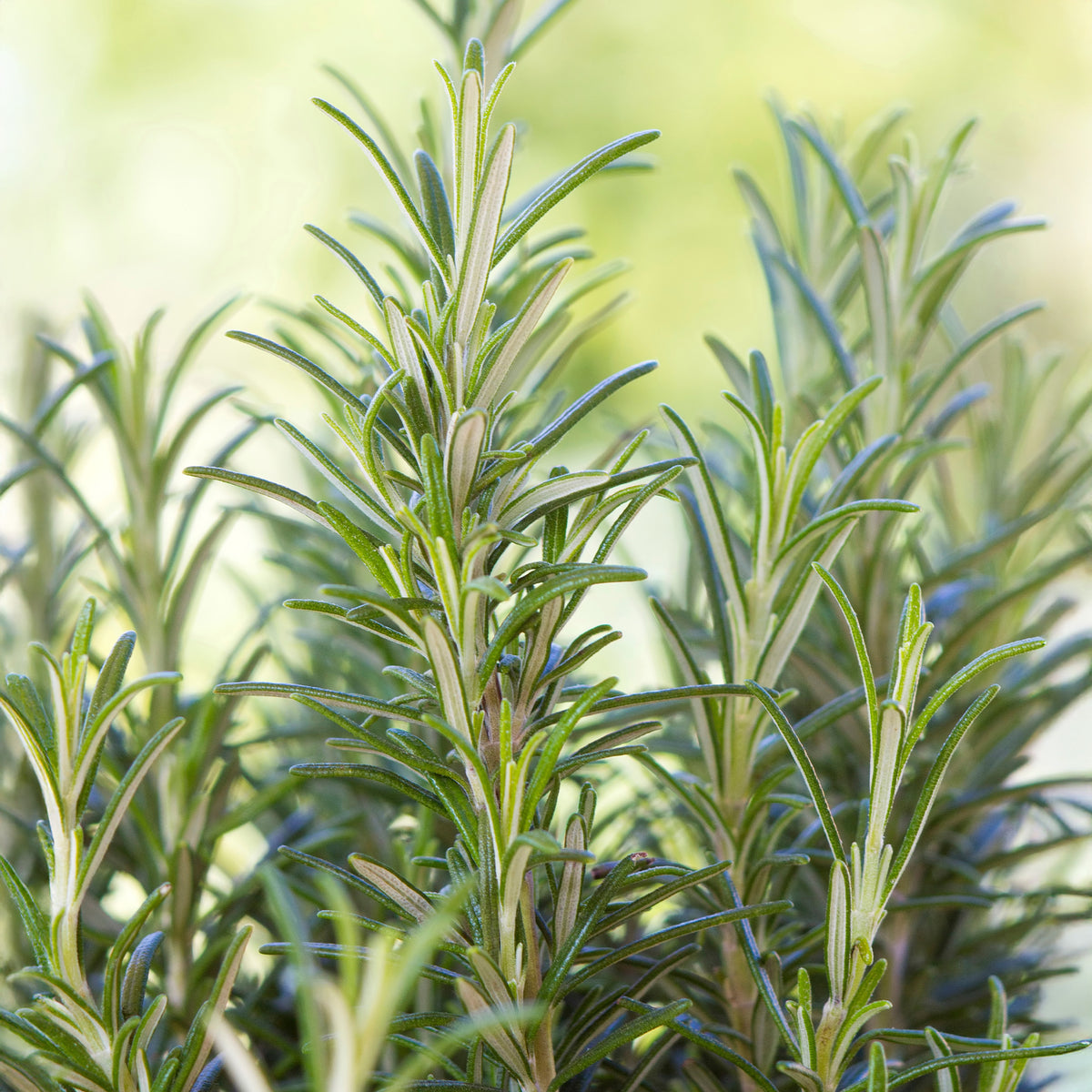 Verkoop Rozemarijn - Rosmarinus officinalis