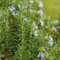 Rozemarijn - Rozemarijn - Rosmarinus officinalis