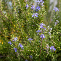 Verkoop Rozemarijn - Rosmarinus officinalis