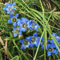 Gentiana sino-ornata - Herfstgentiaan - Bloeiende vaste planten