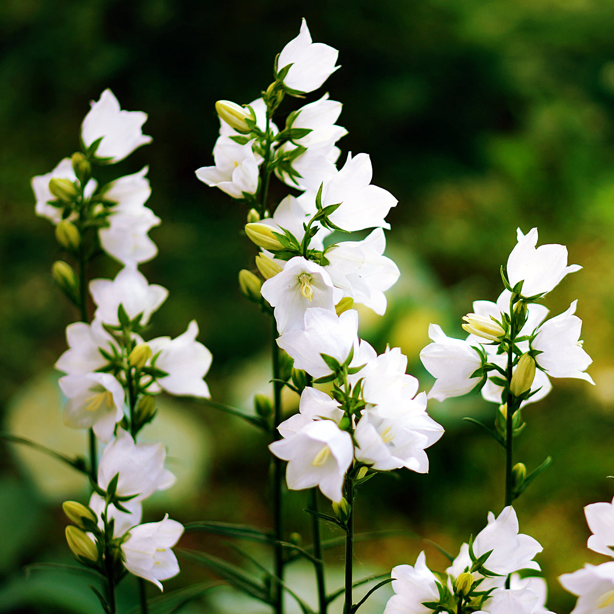 Karpatenklokje 'Alba'