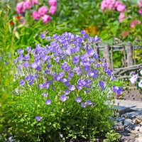 Klokjesbloem - Karpatenklokje - Campanula carpatica