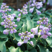 Hosta hybride blue mouse ears - Hartlelie 'Blue Mouse Ears' - Vaste planten