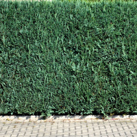 Chamaecyparis lawsonia Columnaris - Blauwe haagconifeer 'Columnaris' - Haagheesters