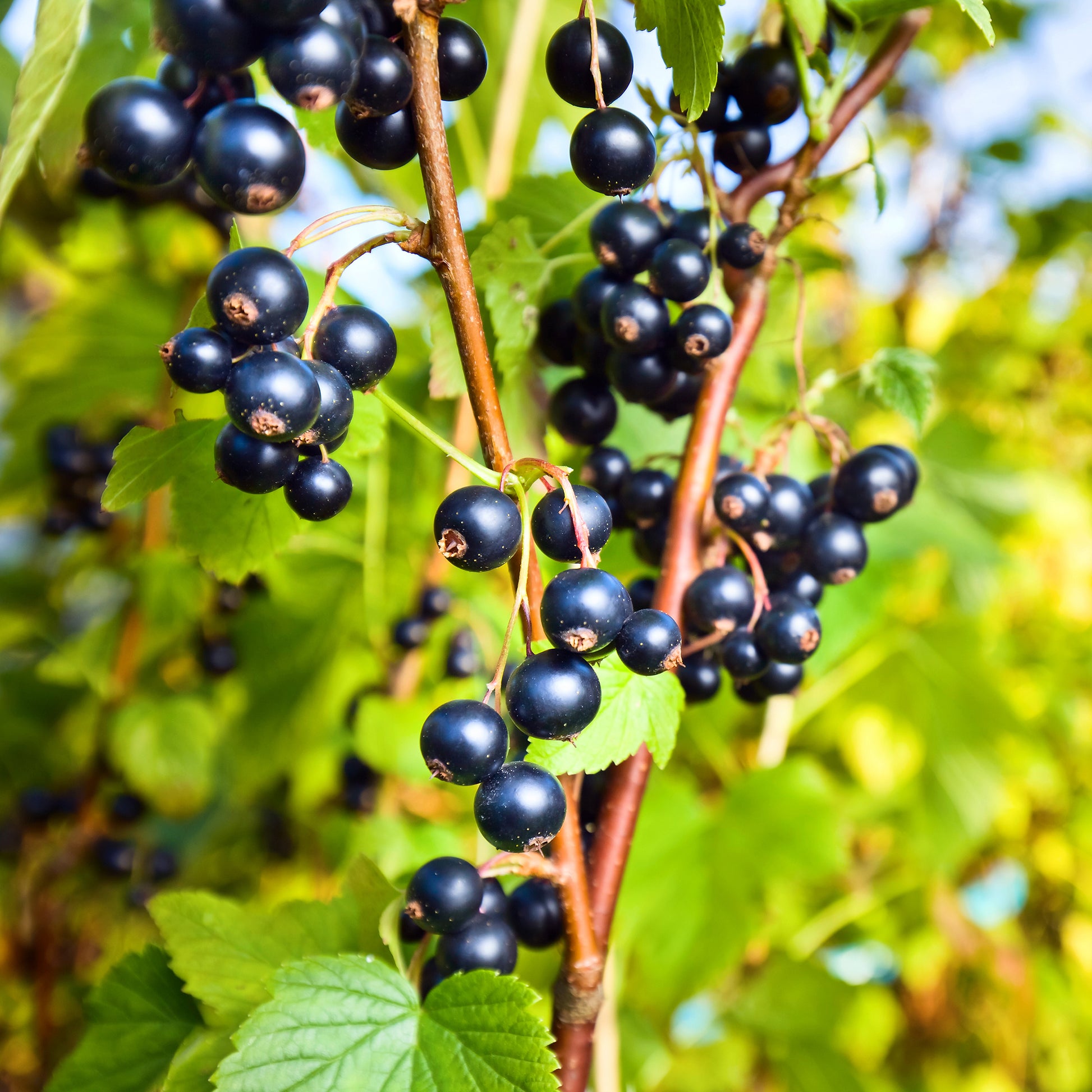 Aalbes 'Ben Nevis' - Ribes nigrum Ben Nevis - Bakker