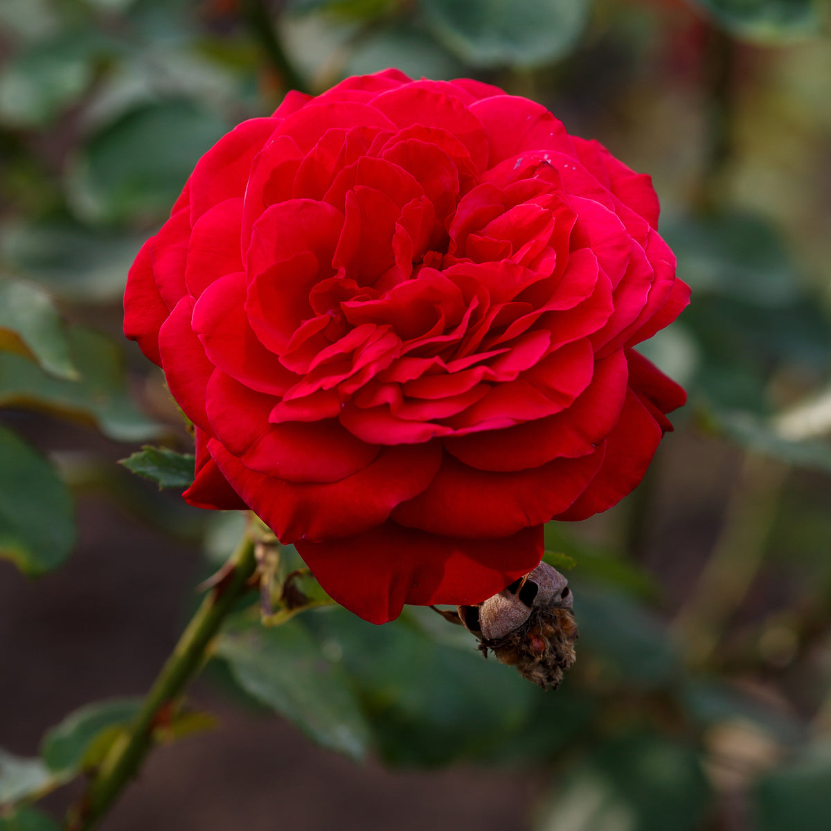 Grootbloemige roos 'Dame de Coeur' - Rosa dame de cœur, rosa queen of hearts, rosa herz-dame - Bakker