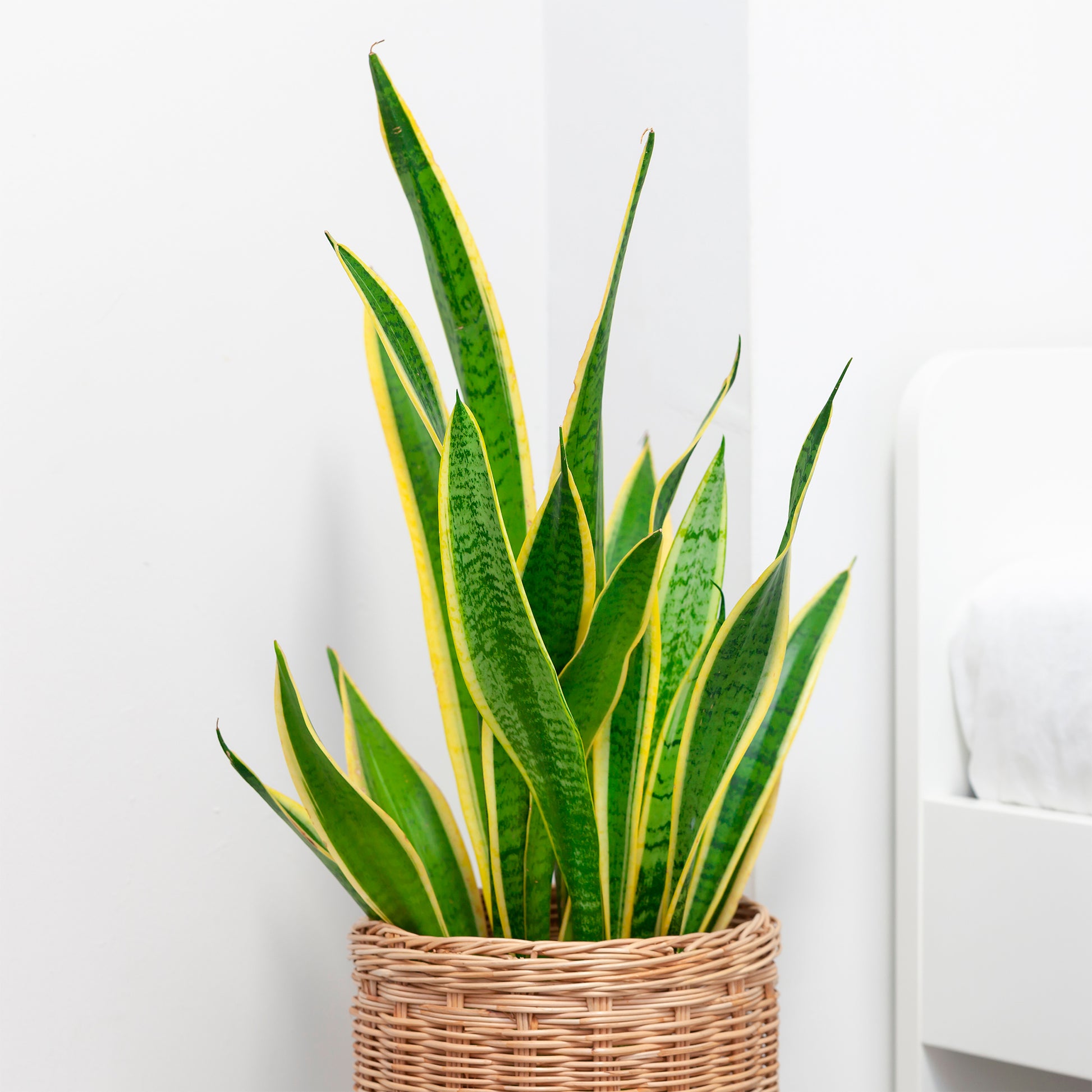 Sansevieria - Vrouwentong 'Futura Superba' - Sansevieria futura Superba