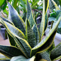 Vrouwentong 'Futura Superba' - Sansevieria futura Superba - Bakker