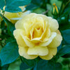 Trosroos 'Arthur Bell' - Bakker
