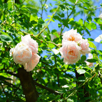 Klimroos 'New Dawn' - Rosa new dawn - Bakker