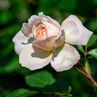 Rosa new dawn - Klimroos 'New Dawn' - Klimrozen