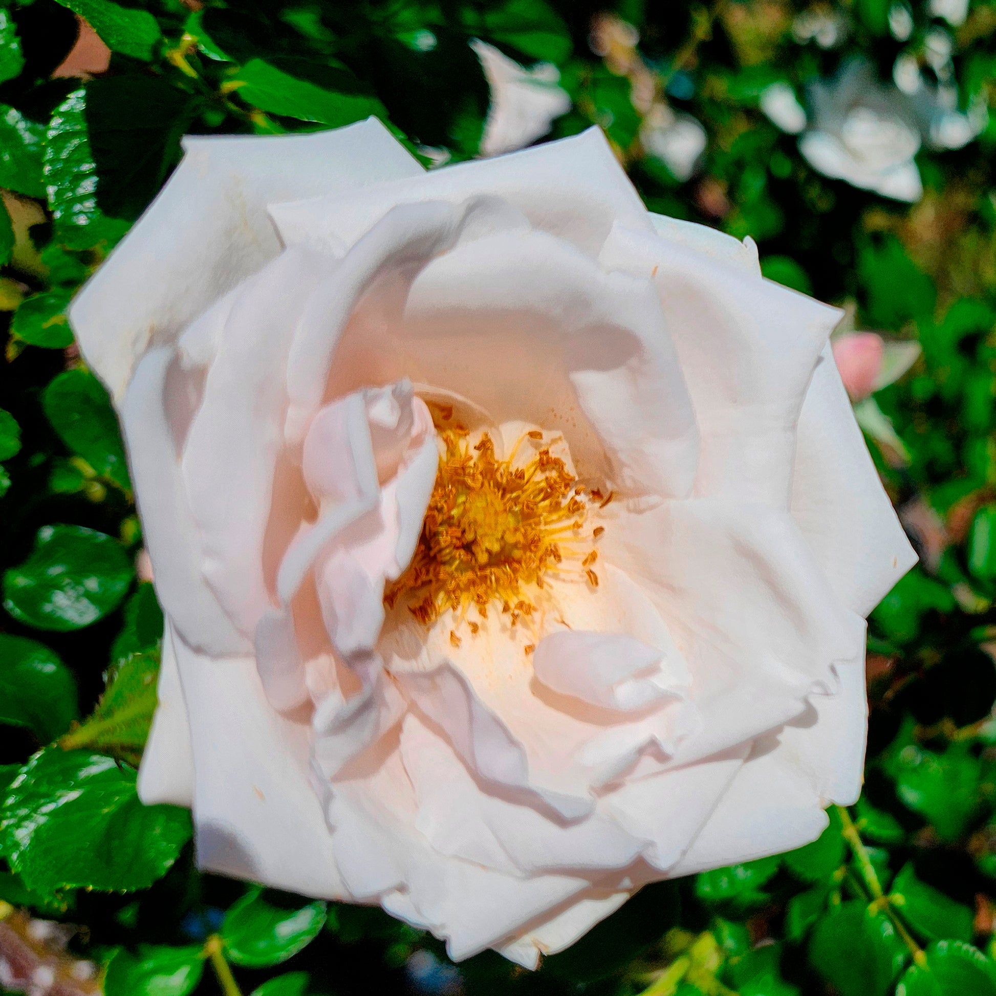 Klimrozen - Klimroos 'New Dawn' - Rosa new dawn
